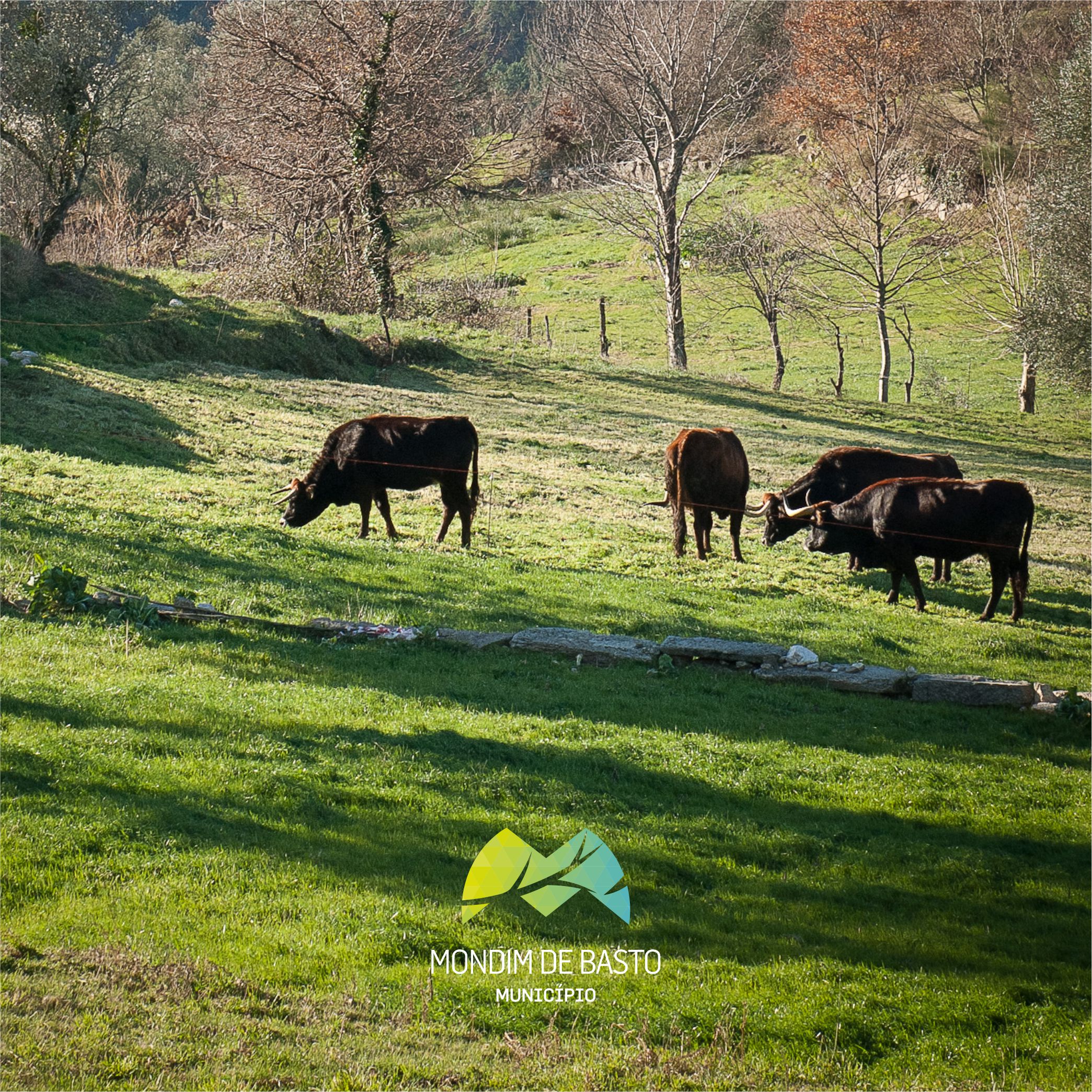 Regulamento de Apoio ao Desenvolvimento do Mundo Rural