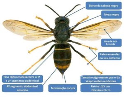 a vespa velutina