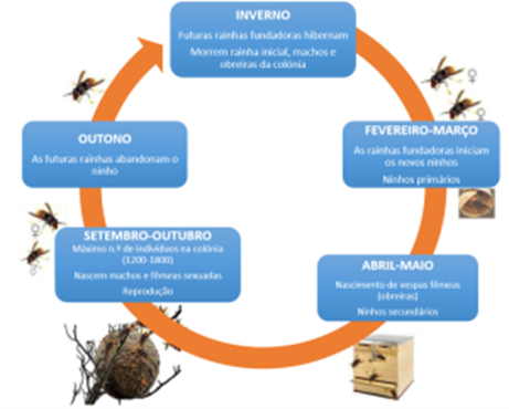 vespa velutina periodo atividade